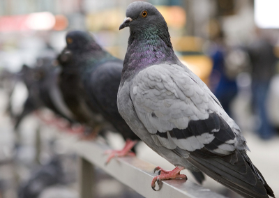 The Secret Life of Pigeons - CBC